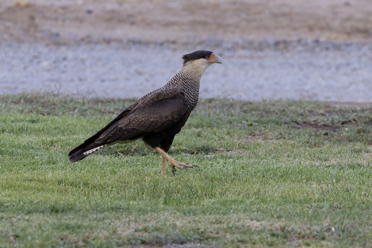 Crested Caracara - ML647083032
