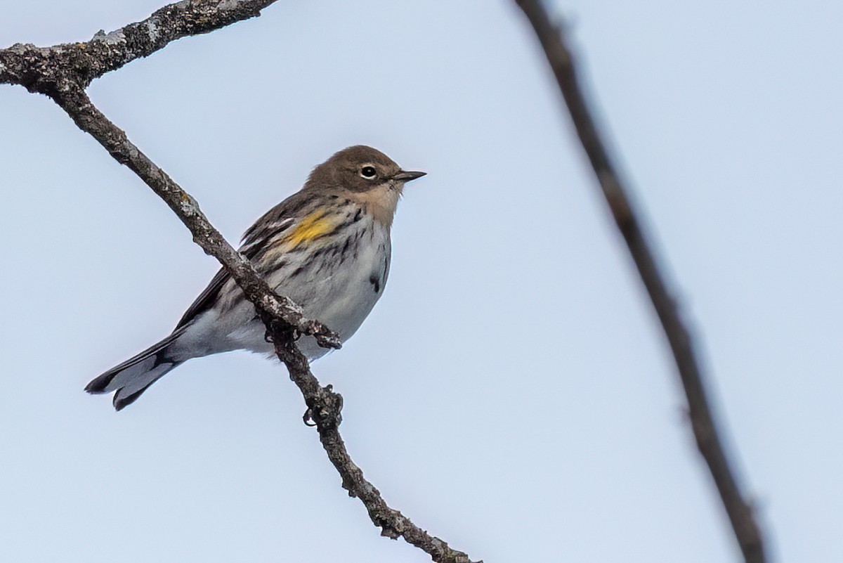 Yellow-rumped Warbler - ML647083033