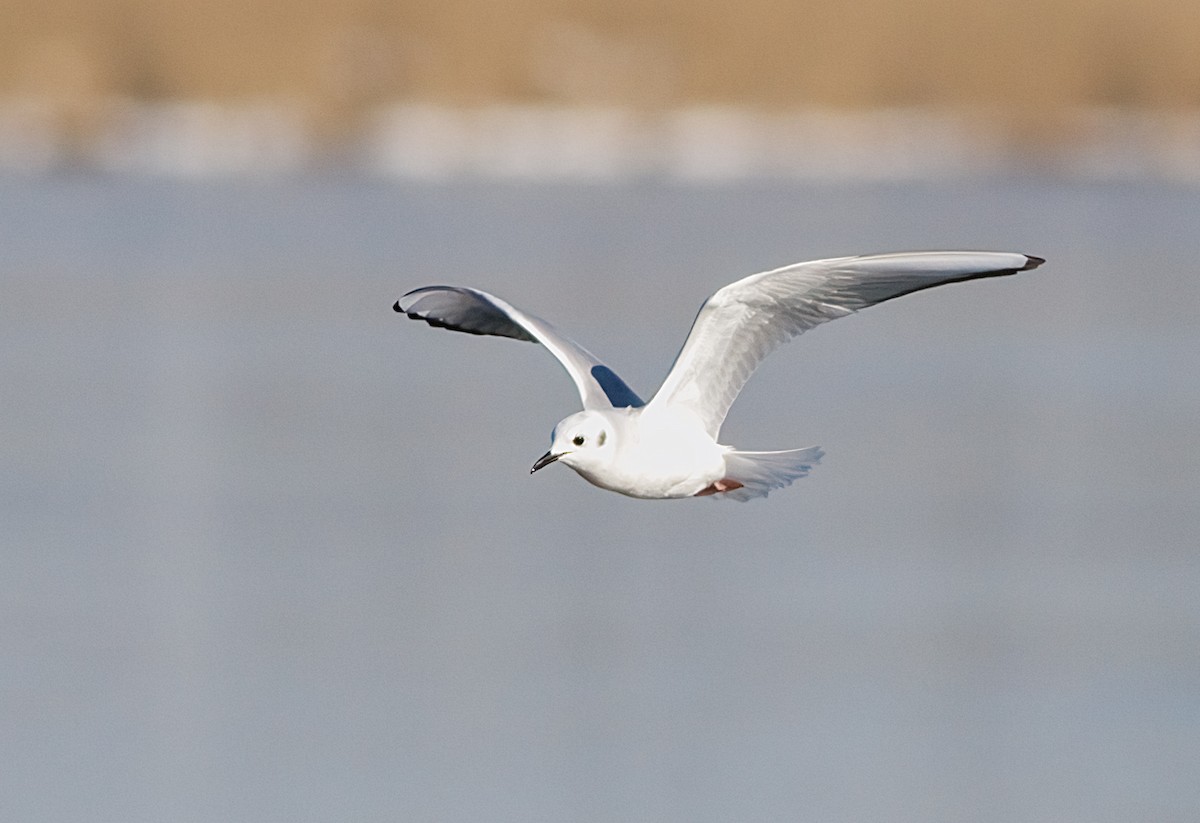 Bonaparte antxeta - ML647083034