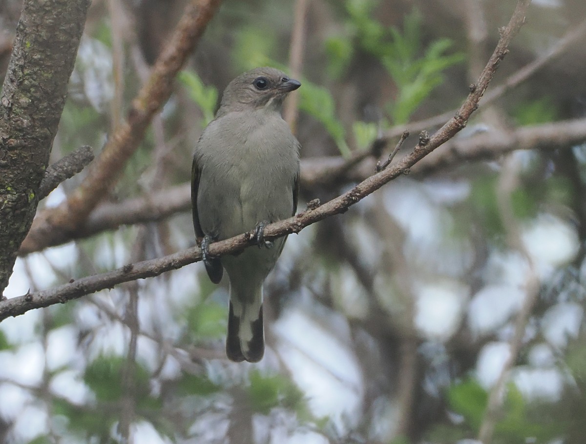 Lesser Honeyguide (Lesser) - ML647083054