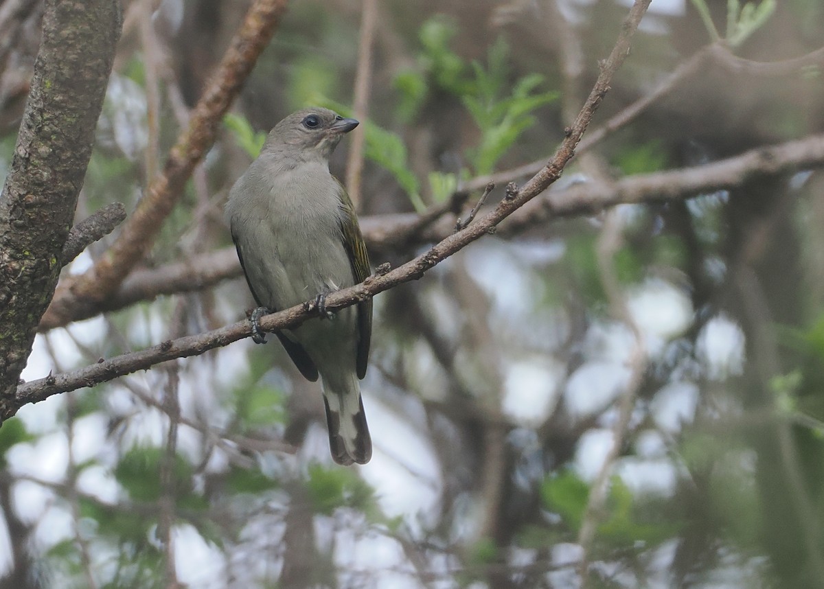 Lesser Honeyguide (Lesser) - ML647083055