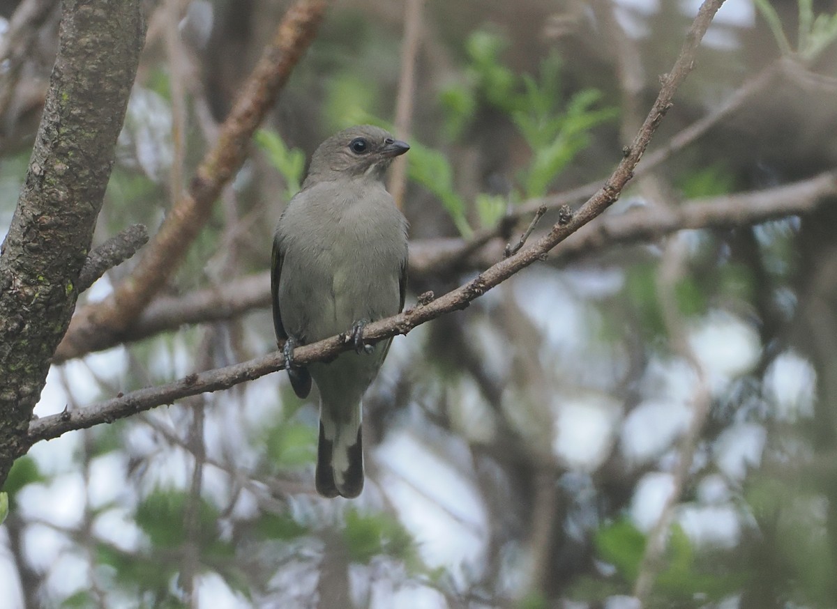 Lesser Honeyguide (Lesser) - ML647083056