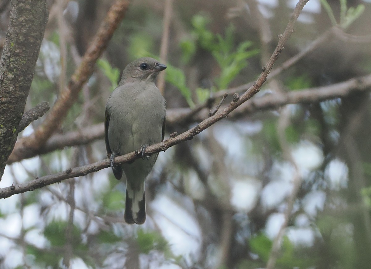 Lesser Honeyguide (Lesser) - ML647083057