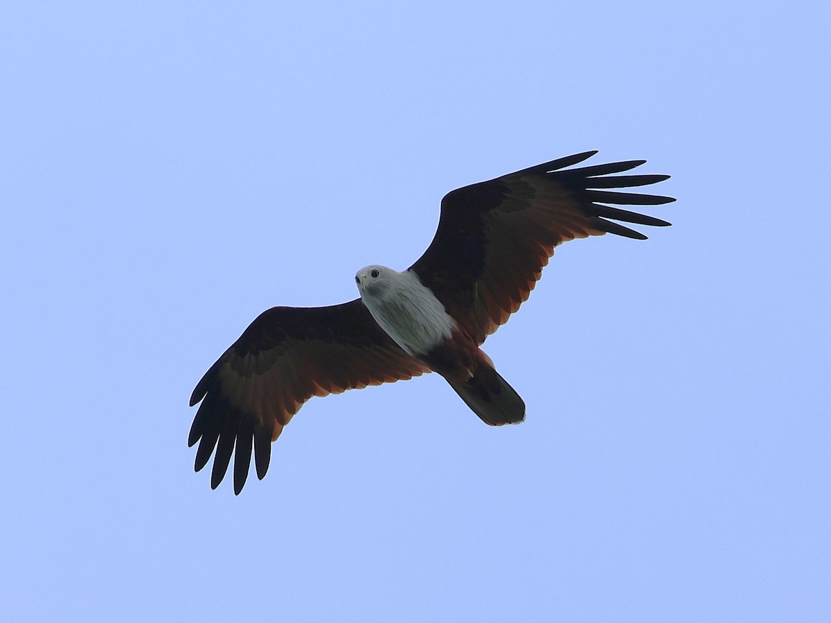 Brahminy Kite - ML647083059