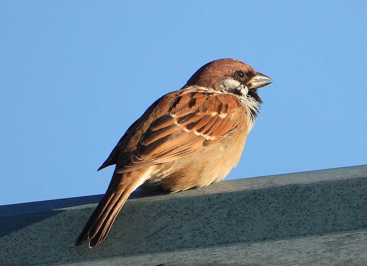 Eurasian Tree Sparrow - ML647083060