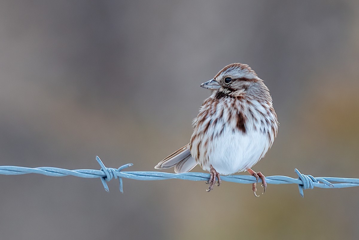 Певчая овсянка - ML647083066