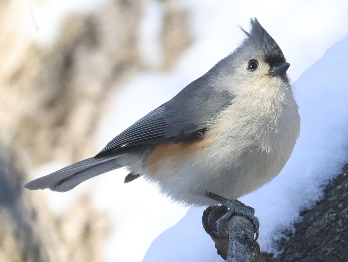 Tufted Titmouse - ML647083071