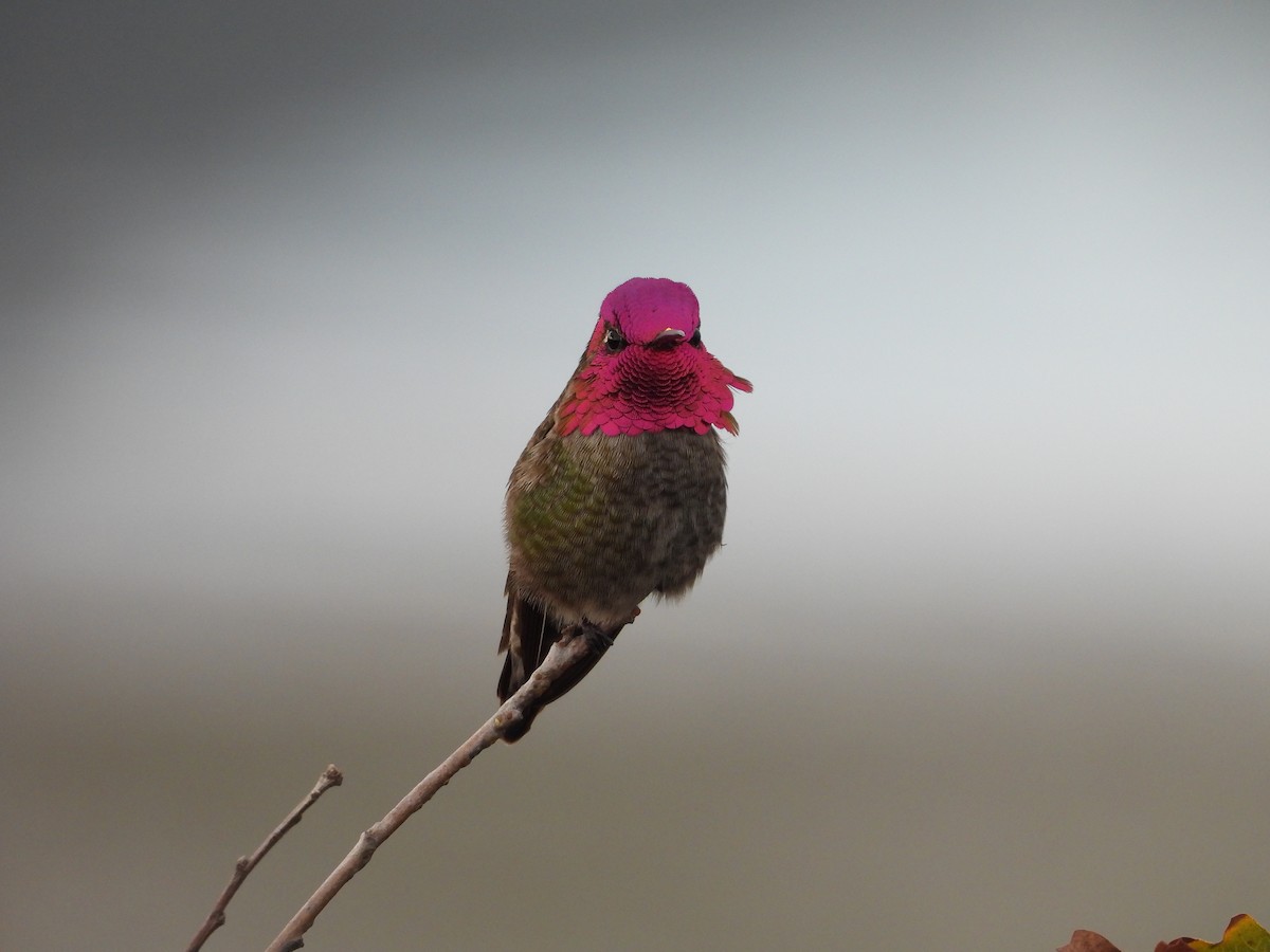 Anna's Hummingbird - ML647083072