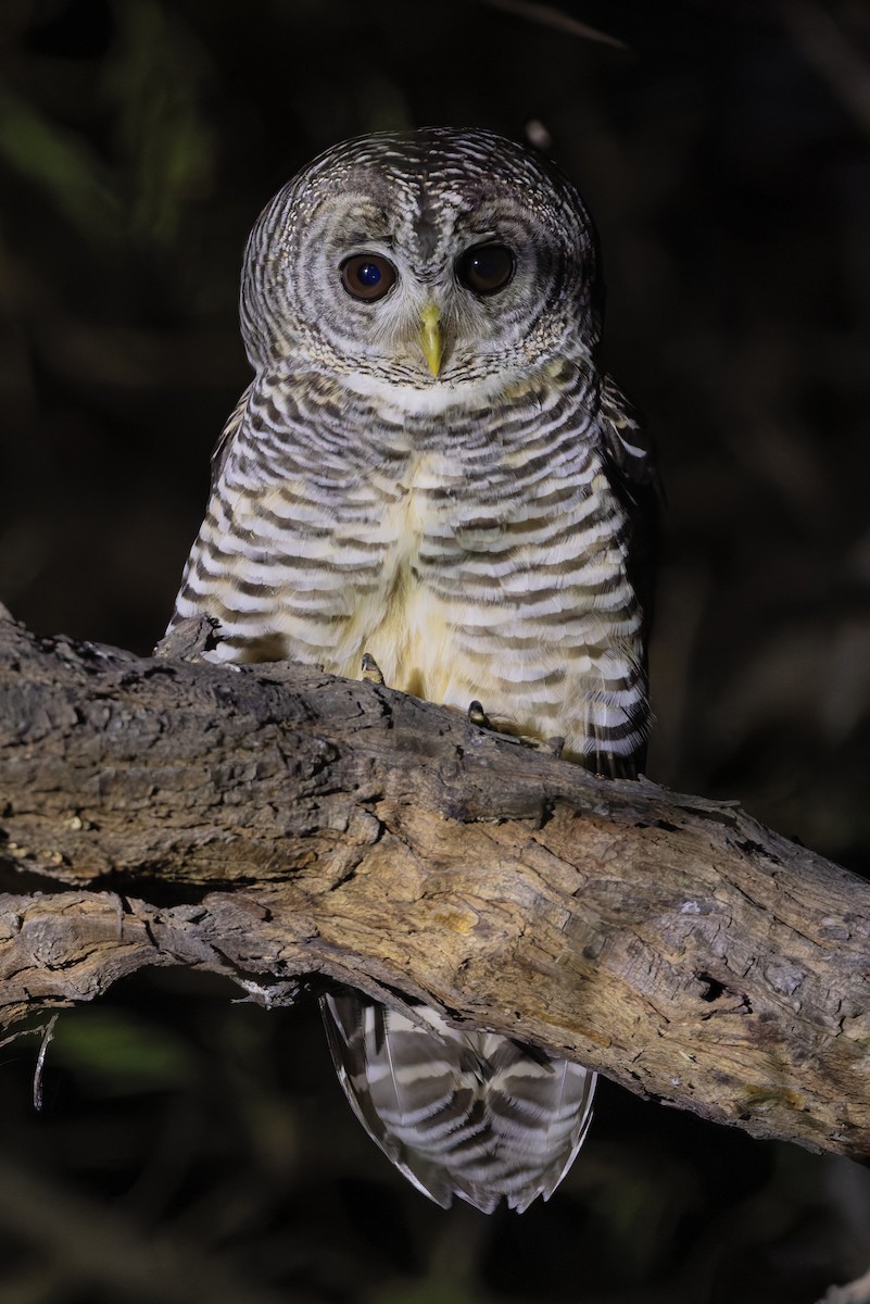 Чакская неясыть - ML647083073