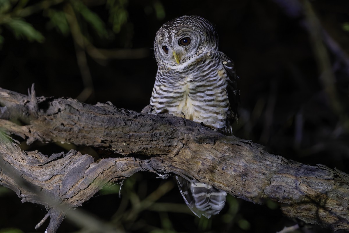 Чакская неясыть - ML647083076