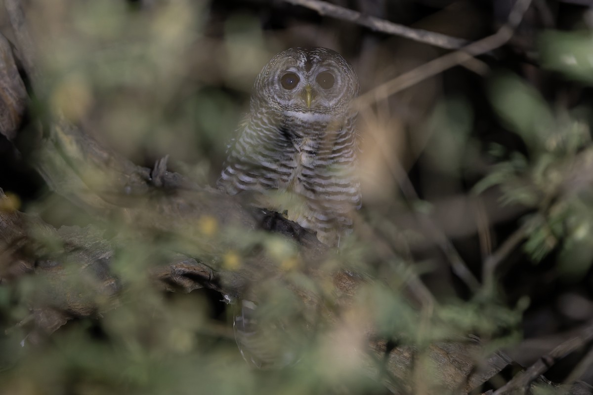 Чакская неясыть - ML647083077