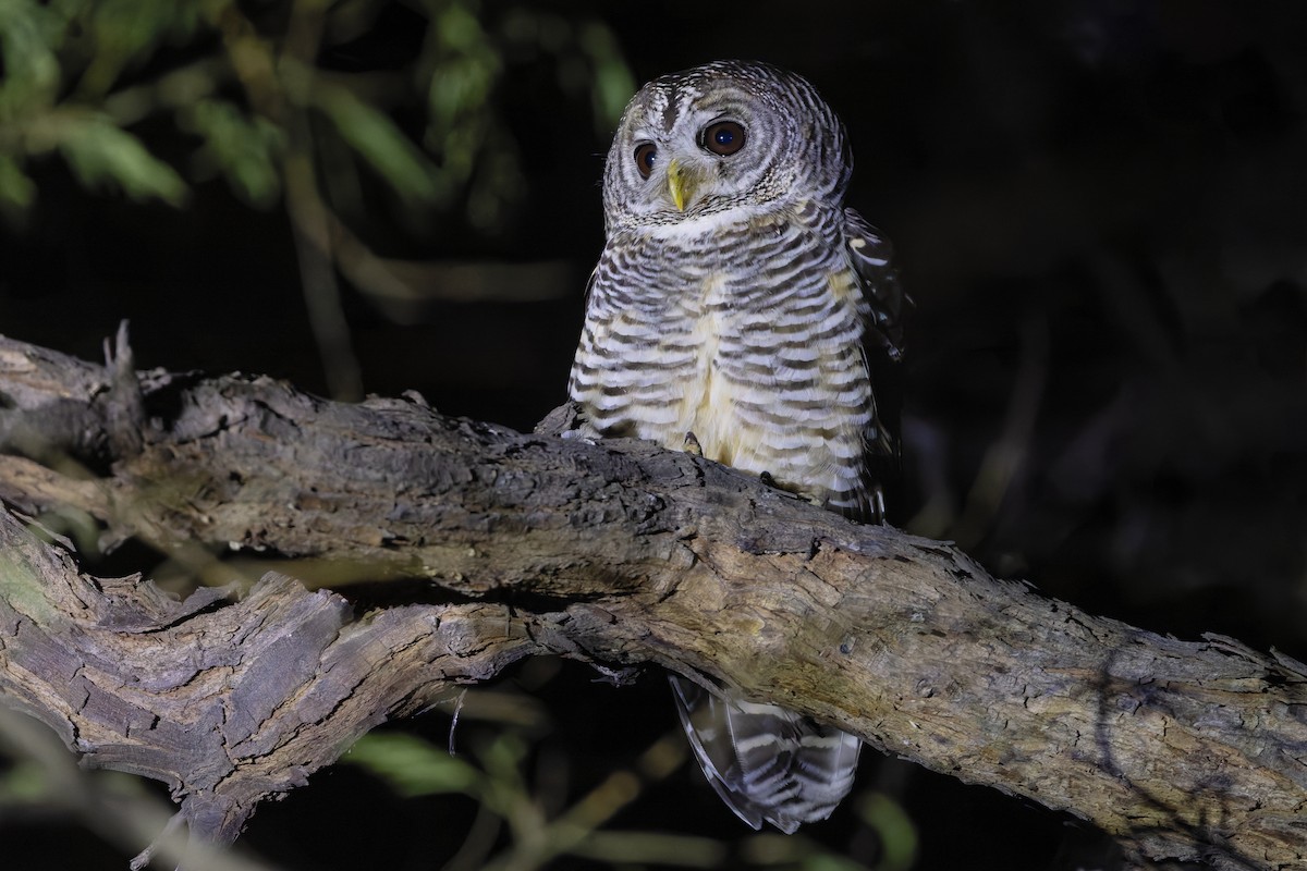 Чакская неясыть - ML647083078