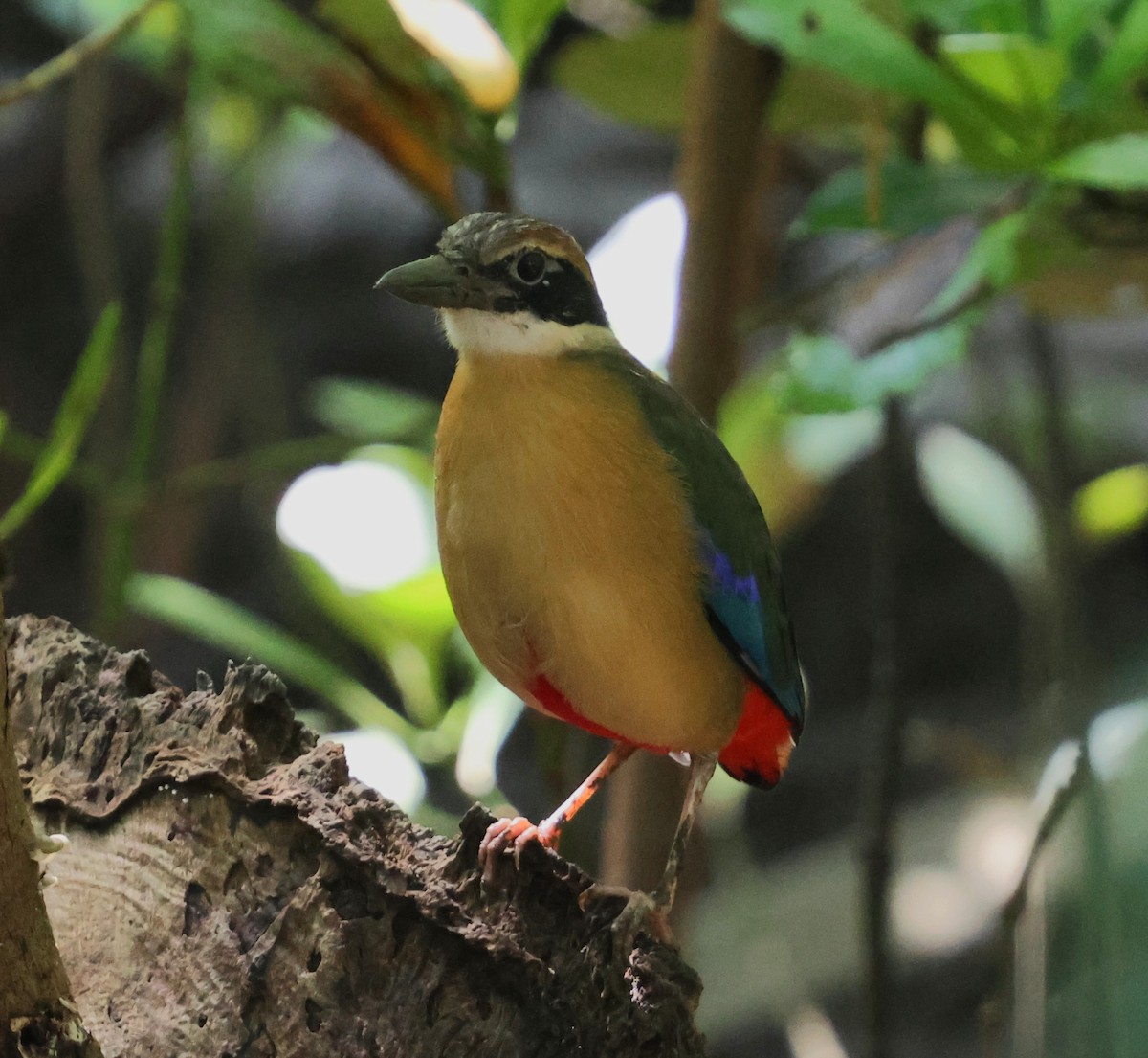 Mangrove Pitta - ML647083079