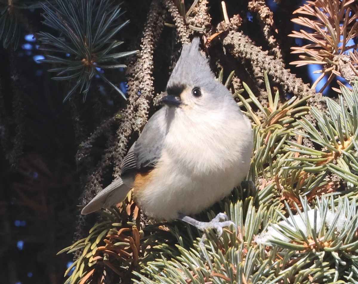 Tufted Titmouse - ML647083086