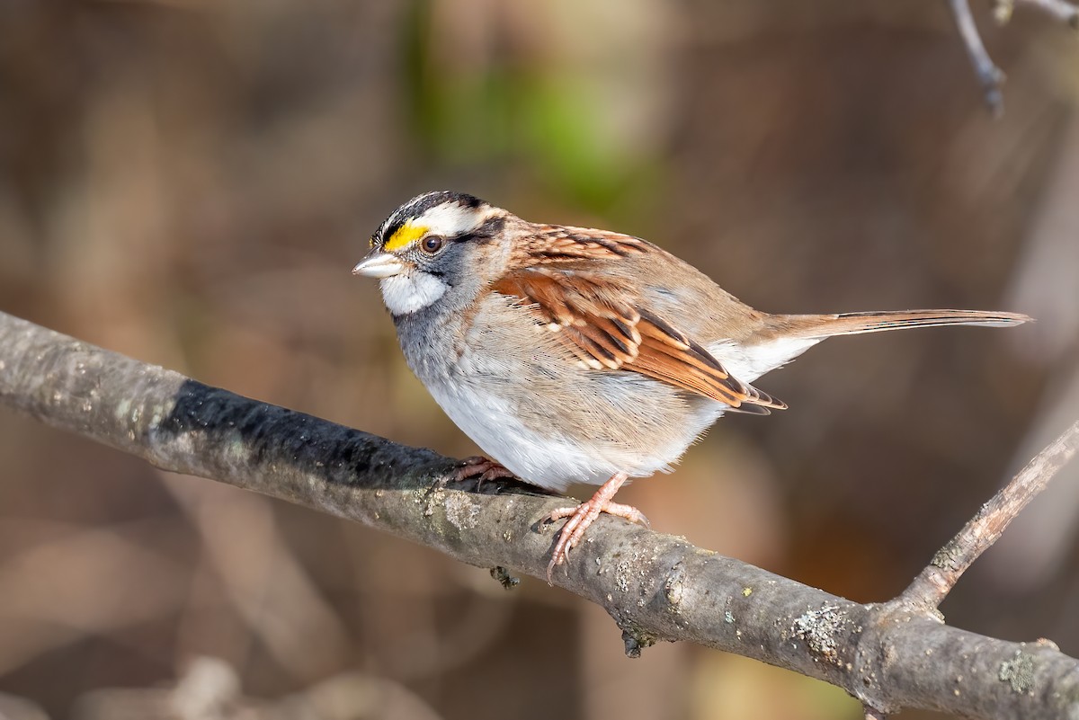 Белогорлая зонотрихия - ML647083089