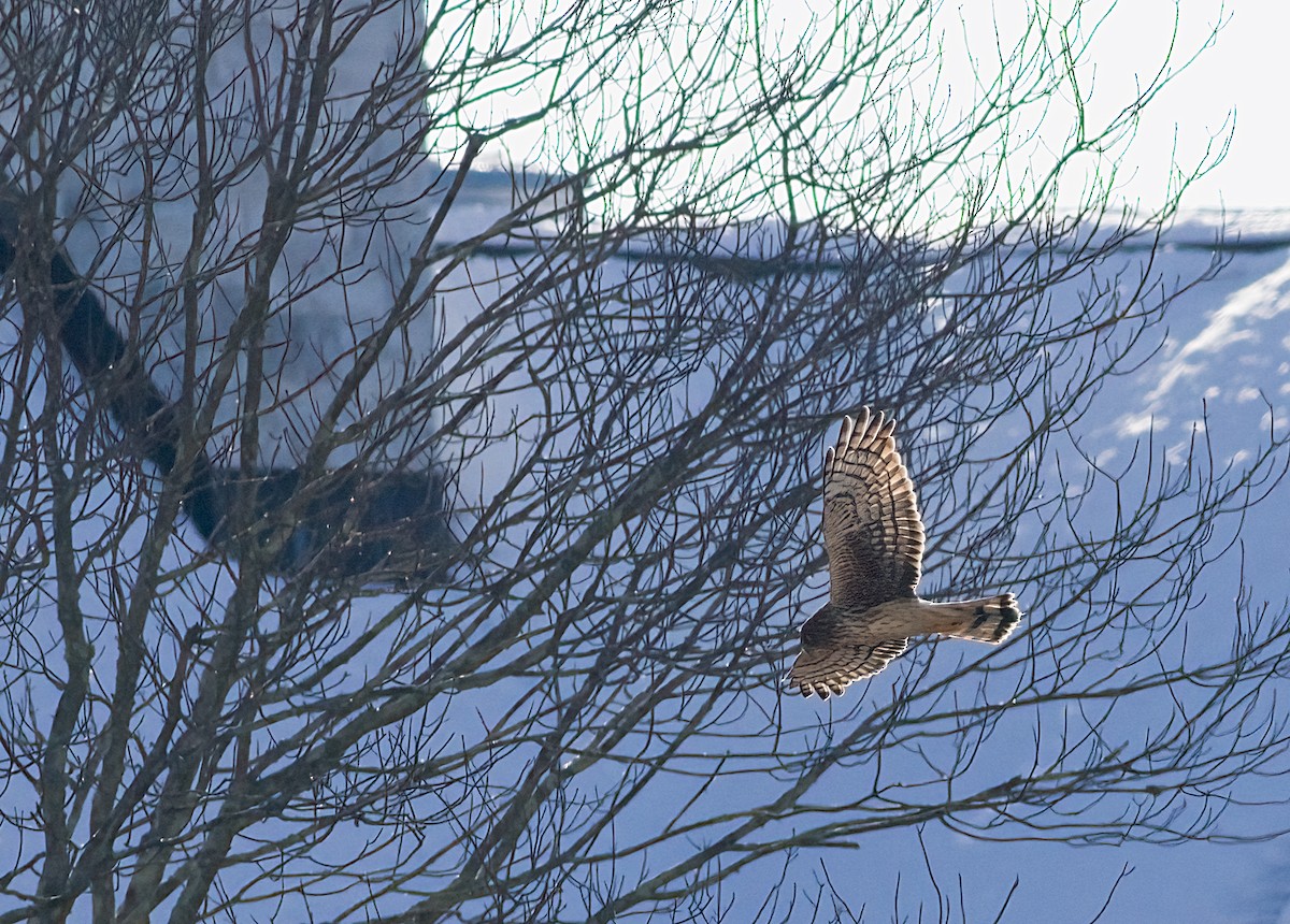 Лунь американський - ML647083097