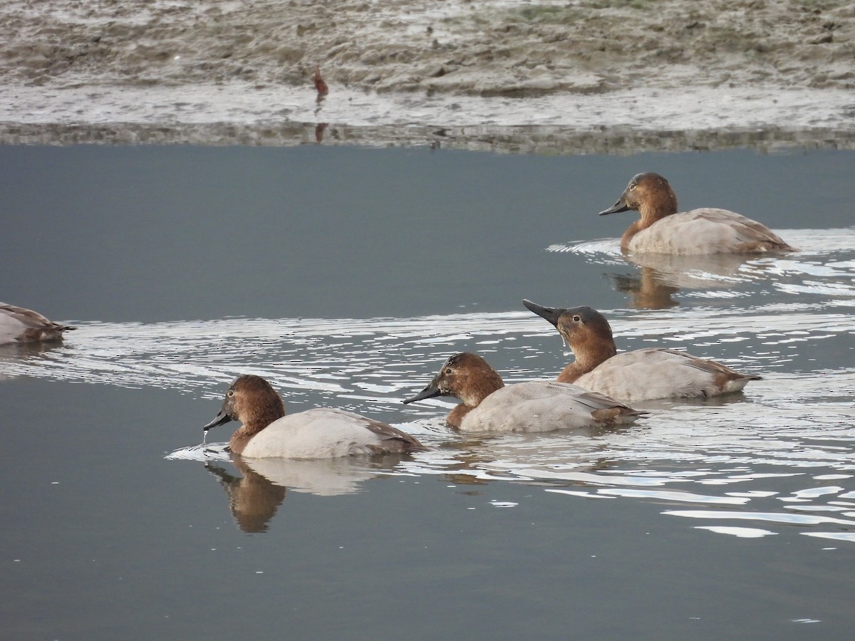 Canvasback - ML647083101