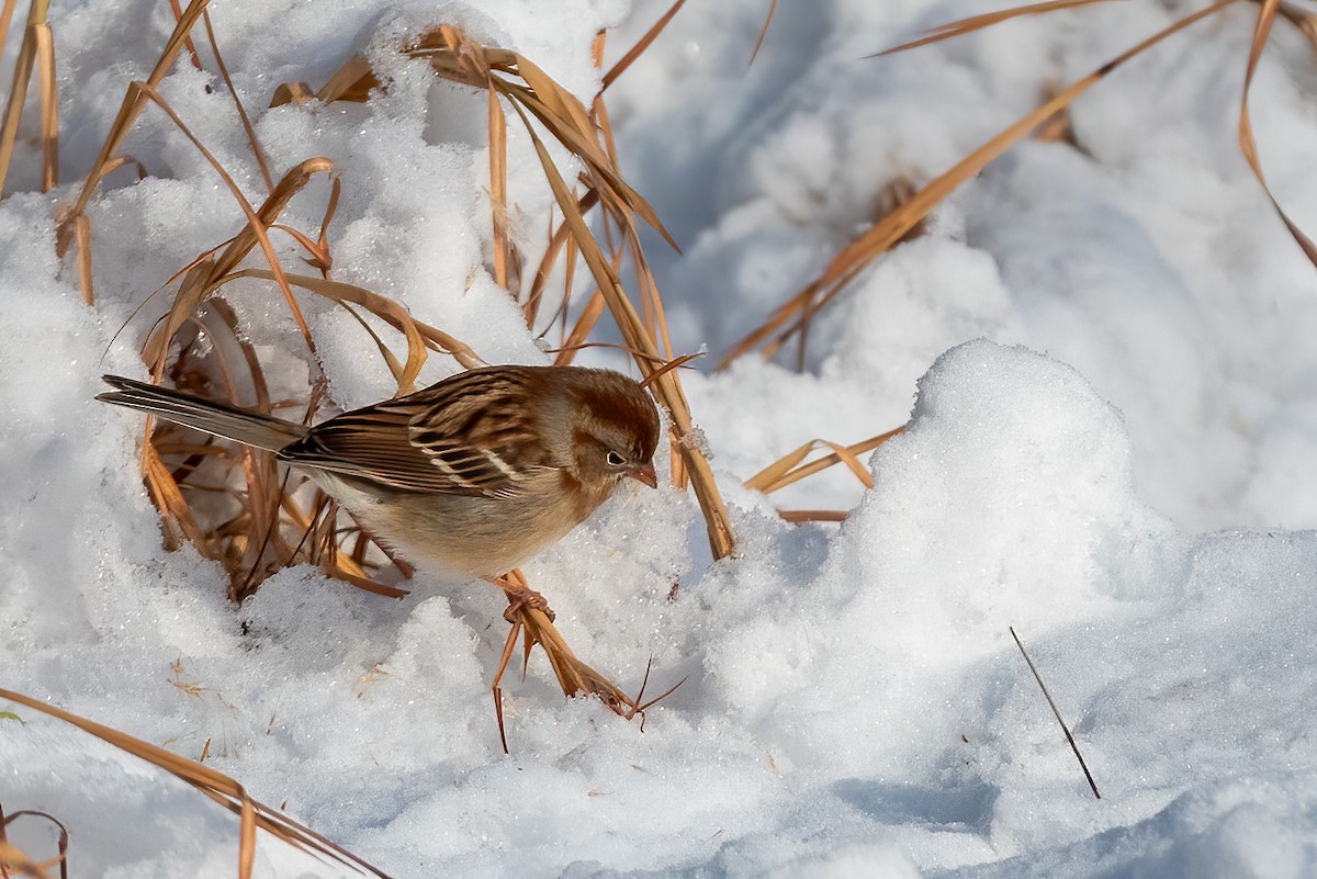 Полевая малая овсянка - ML647083106