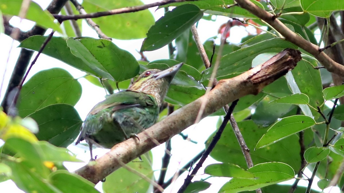 Green-eared Barbet - ML647083107