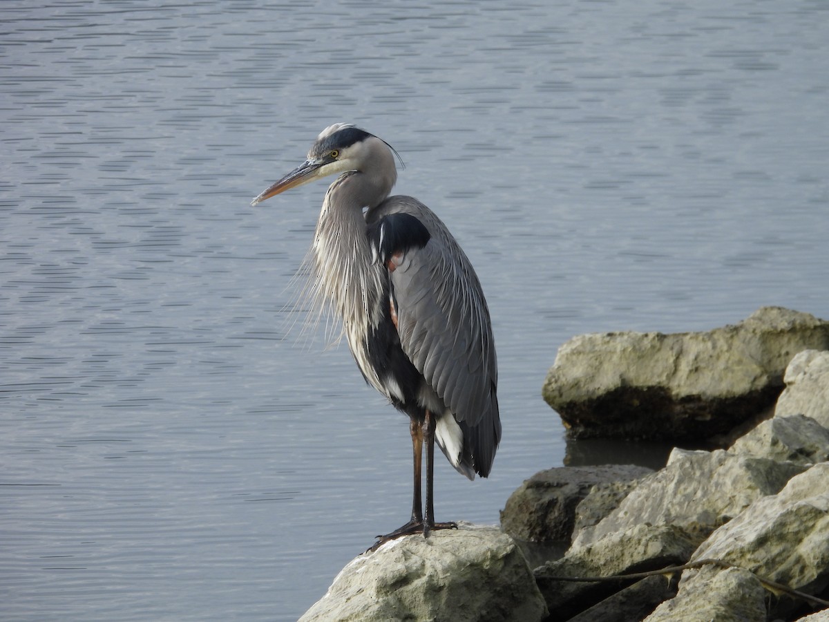Great Blue Heron - ML647083114