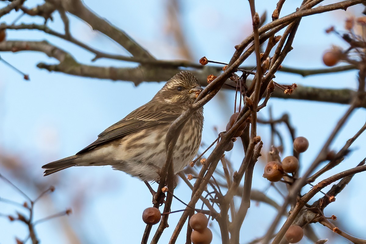 Пурпурная чечевица - ML647083119
