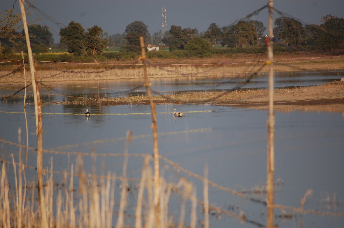 鴻雁(馴化) - ML647083121