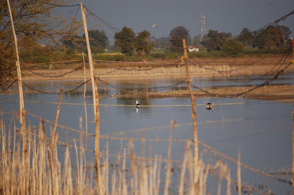 Knob-billed Duck - ML647083122