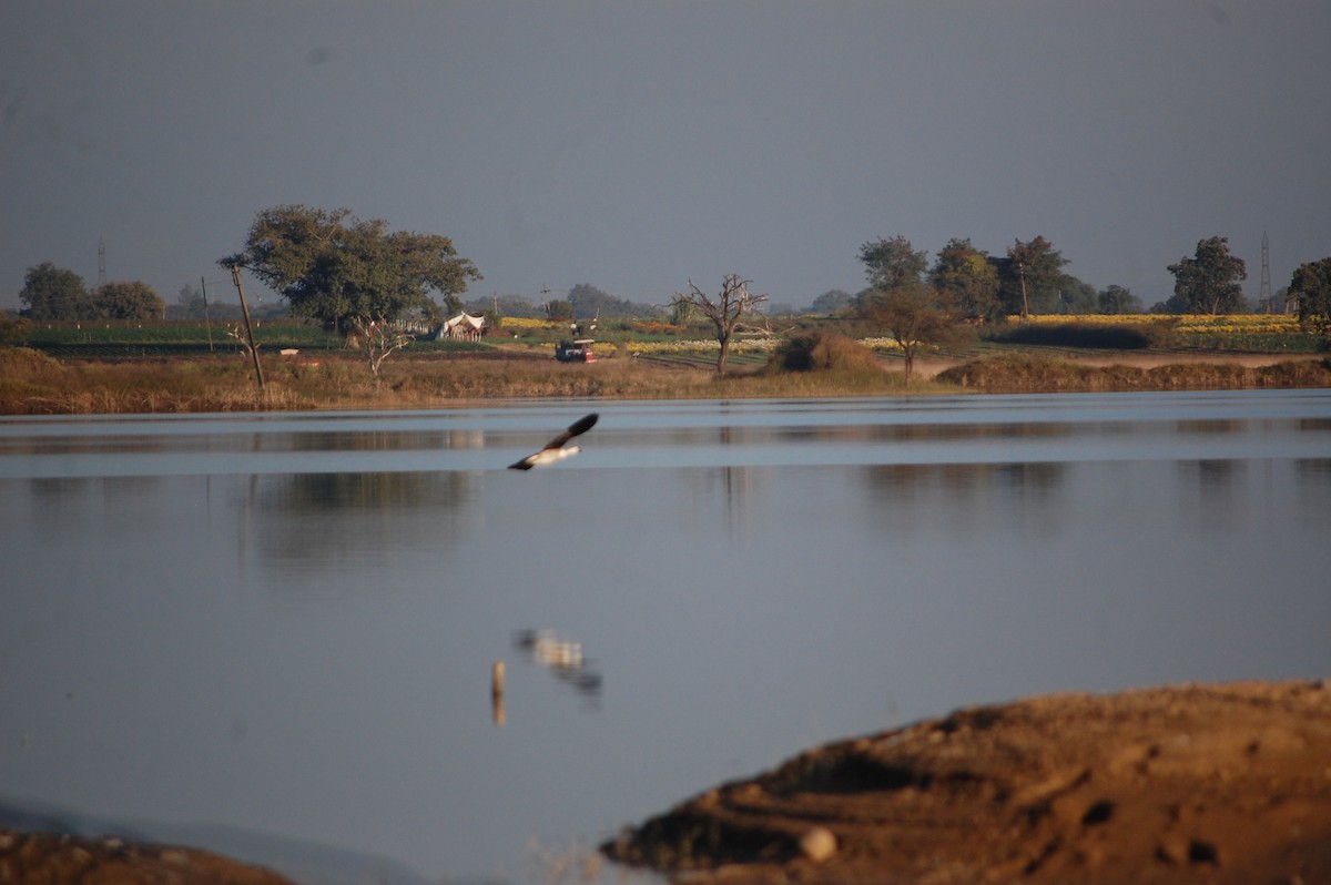 鴻雁(馴化) - ML647083123