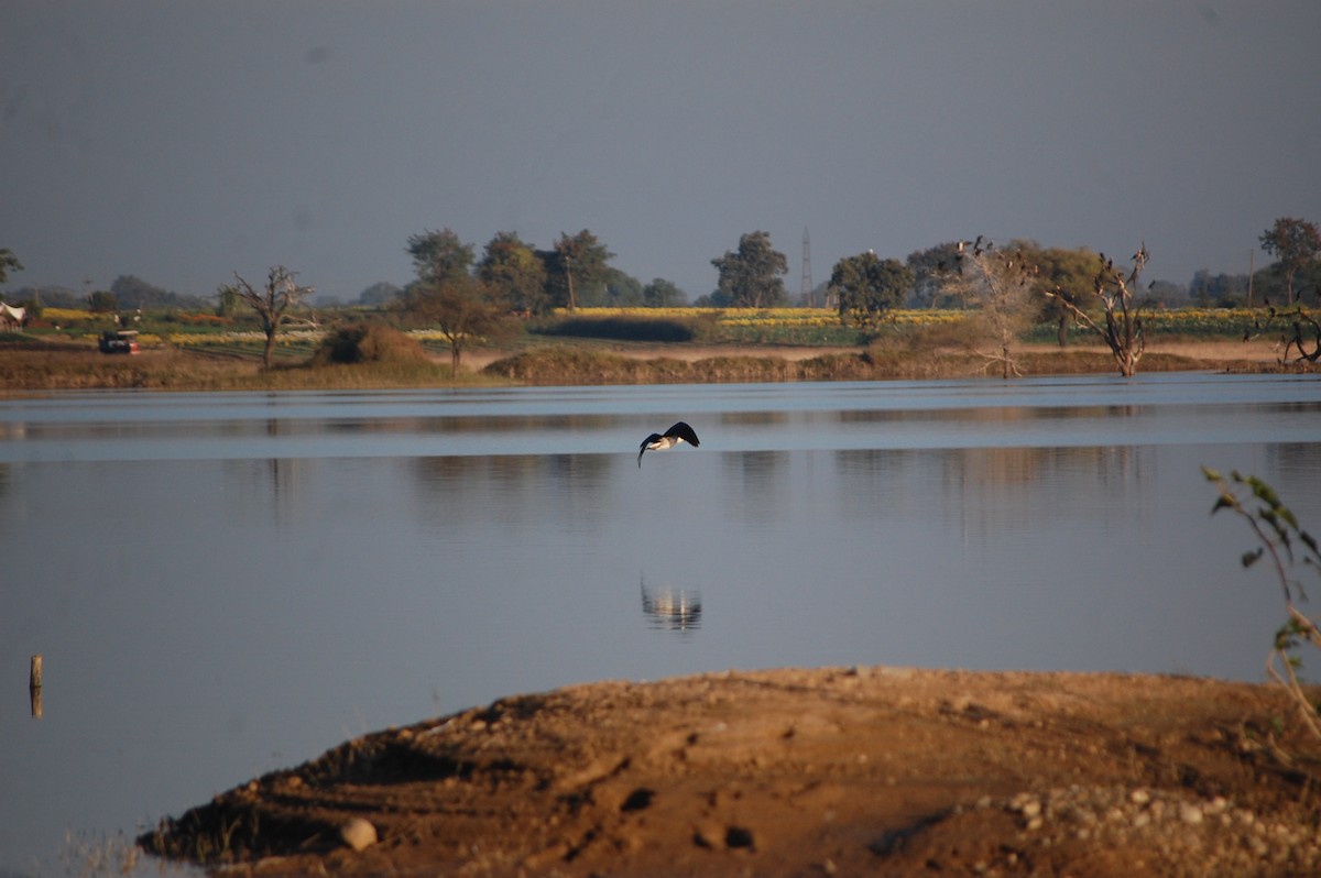 Knob-billed Duck - ML647083124