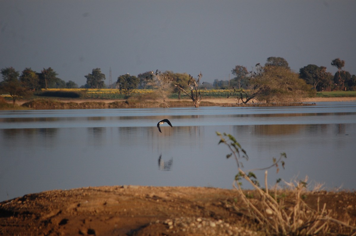 Knob-billed Duck - ML647083125