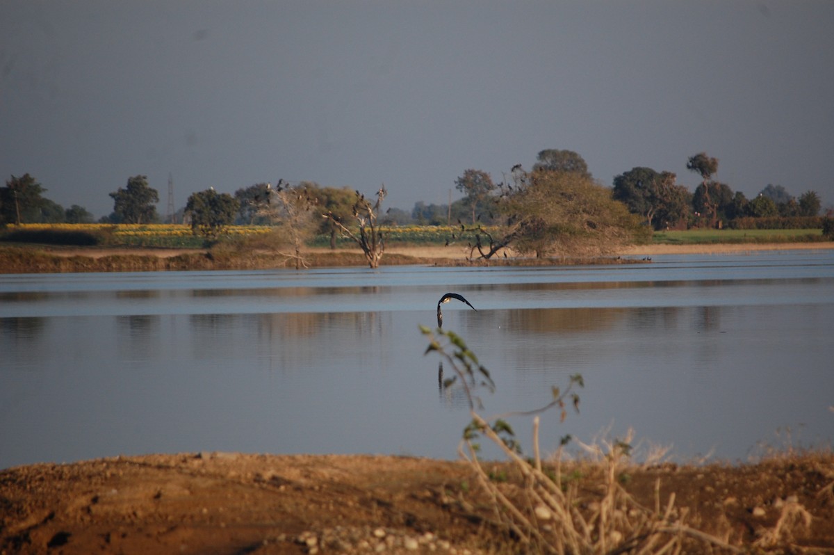 鴻雁(馴化) - ML647083126