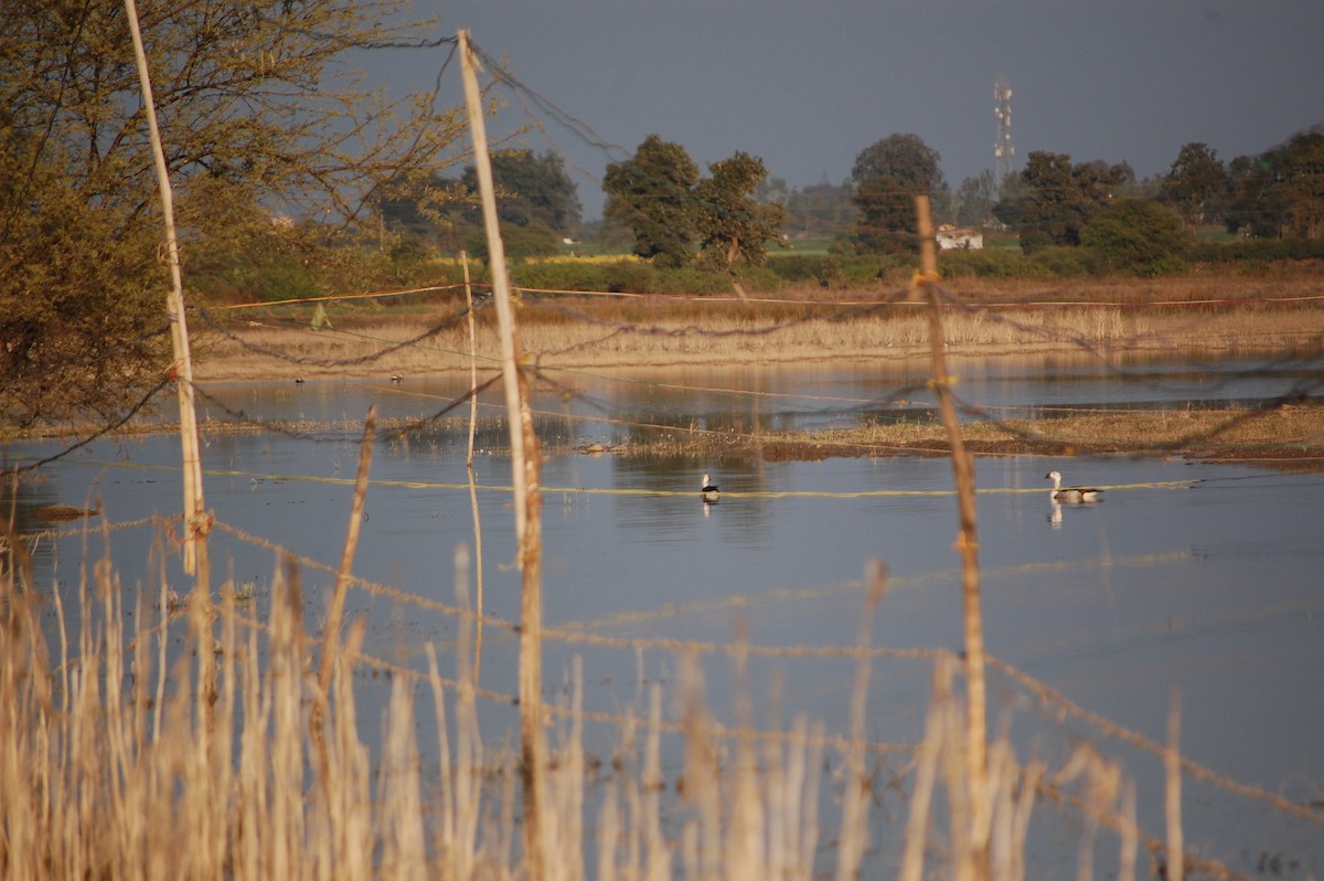 鴻雁(馴化) - ML647083128