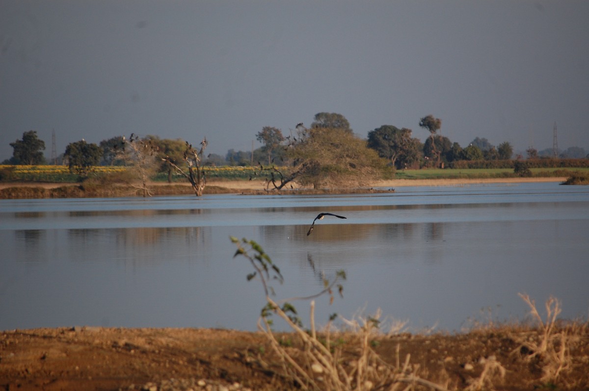 鴻雁(馴化) - ML647083131