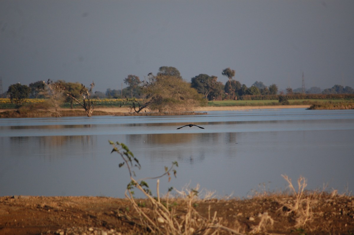 鴻雁(馴化) - ML647083132