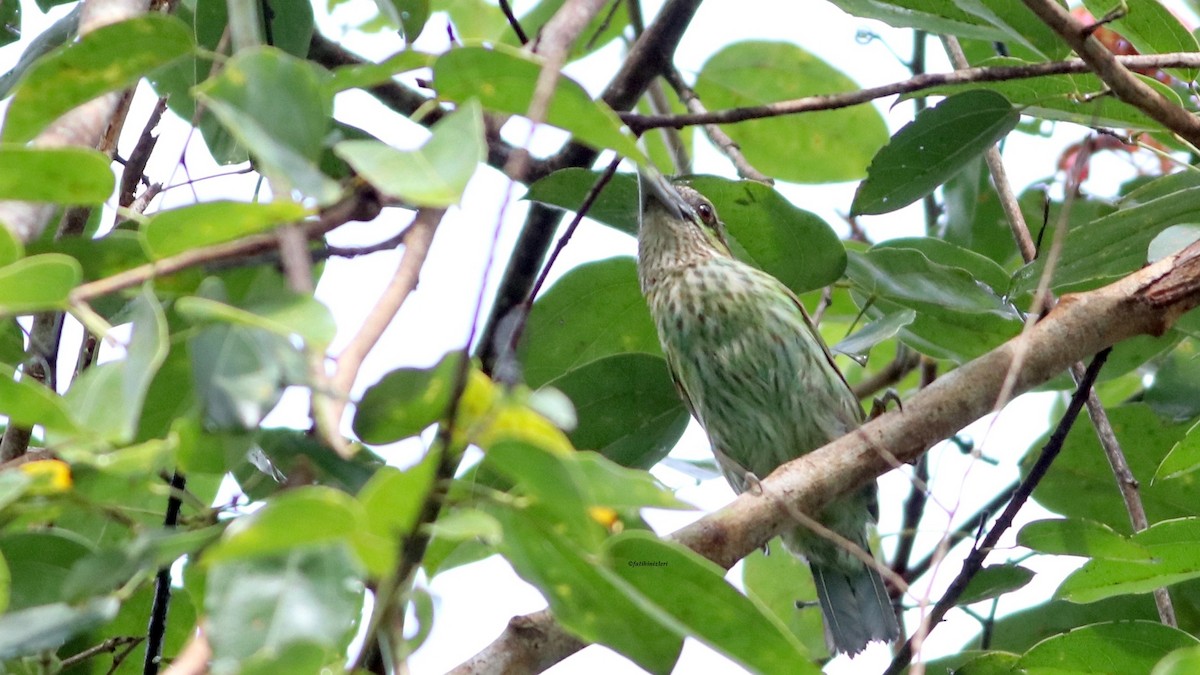 Green-eared Barbet - ML647083134