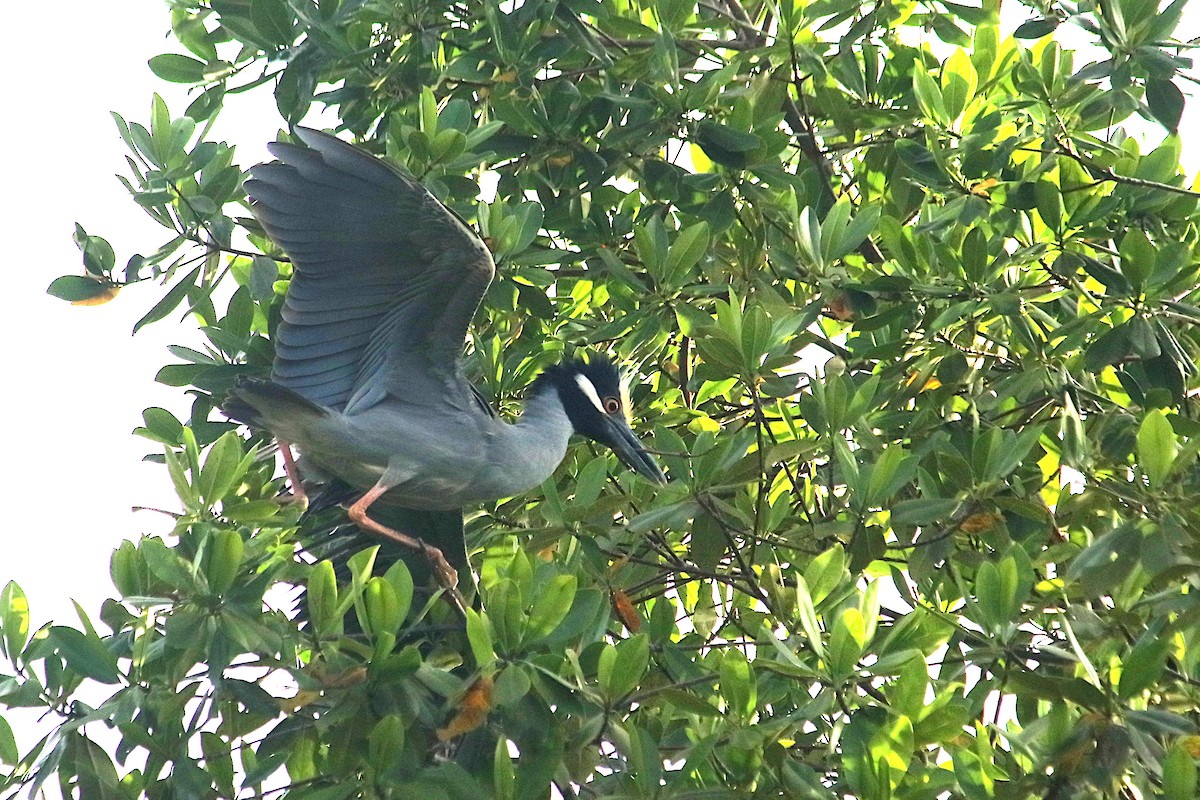 Yellow-crowned Night Heron - ML647083135