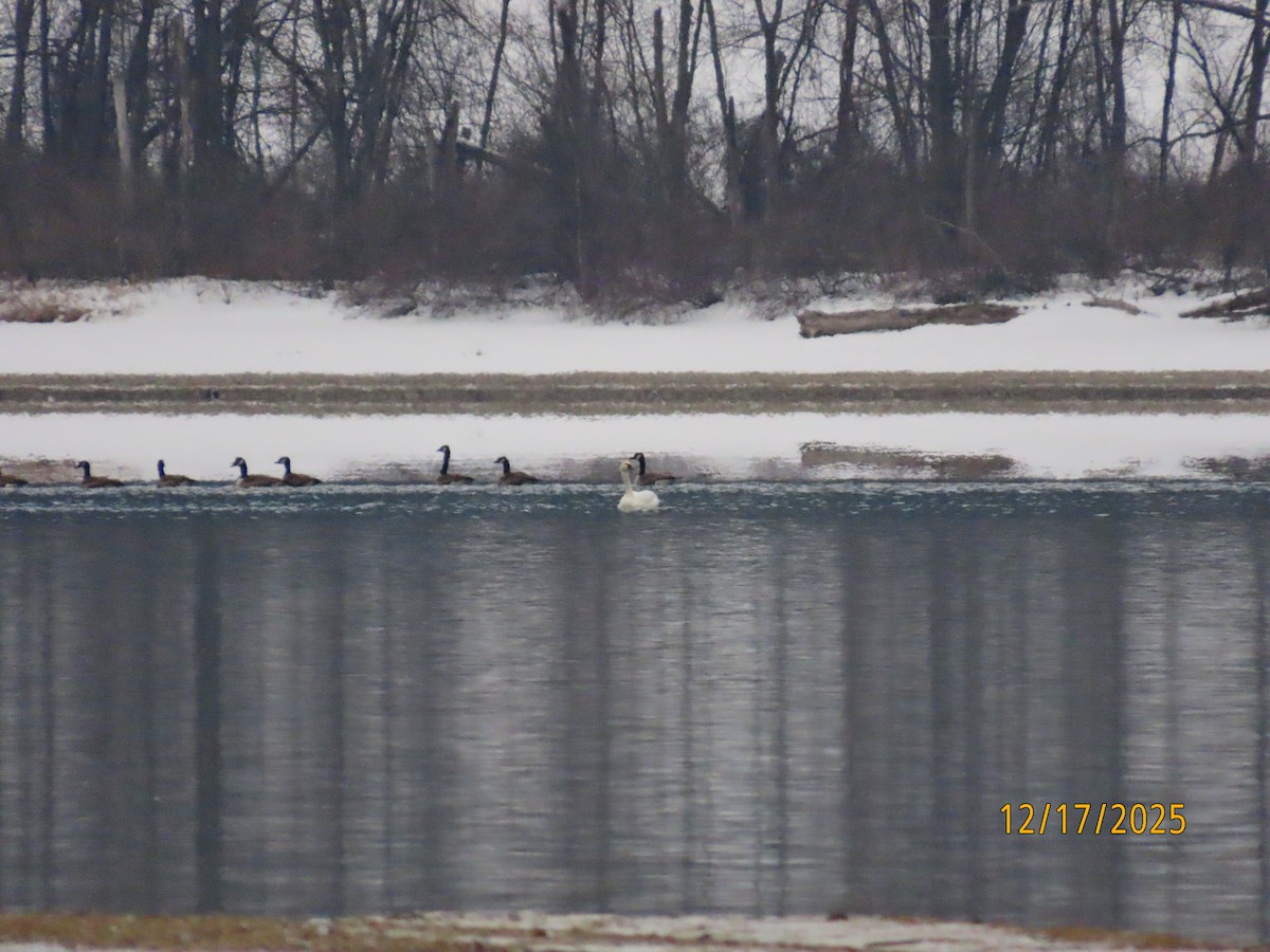 小天鵝 - ML647083137