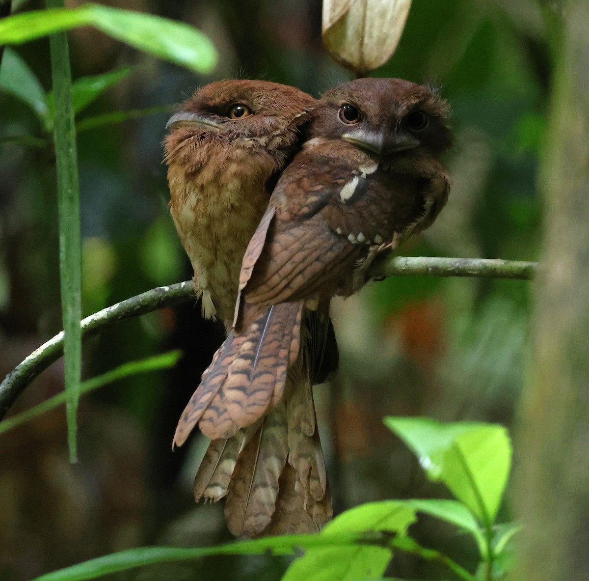 Gould's Frogmouth - ML647083138