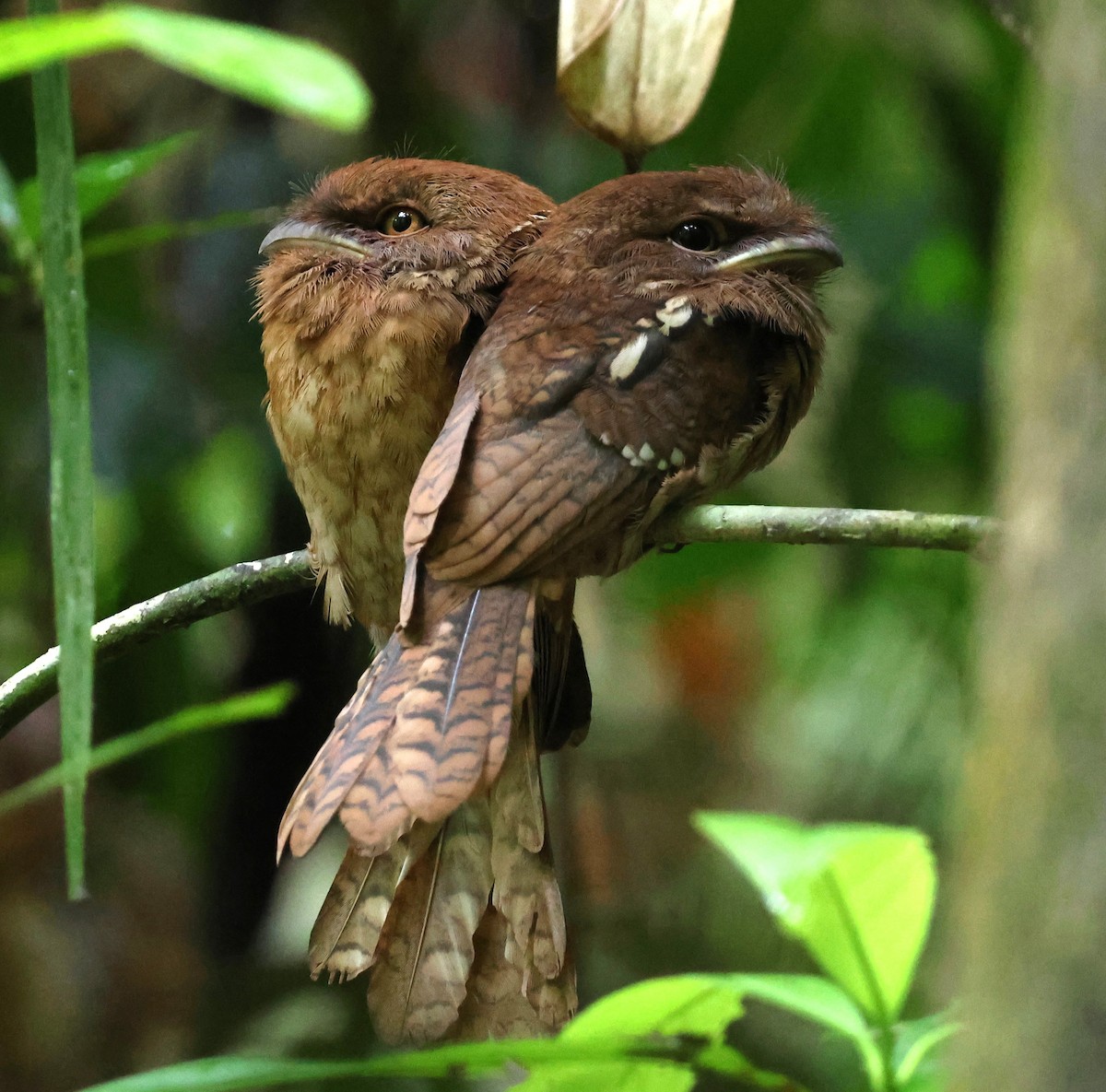 Gould's Frogmouth - ML647083139