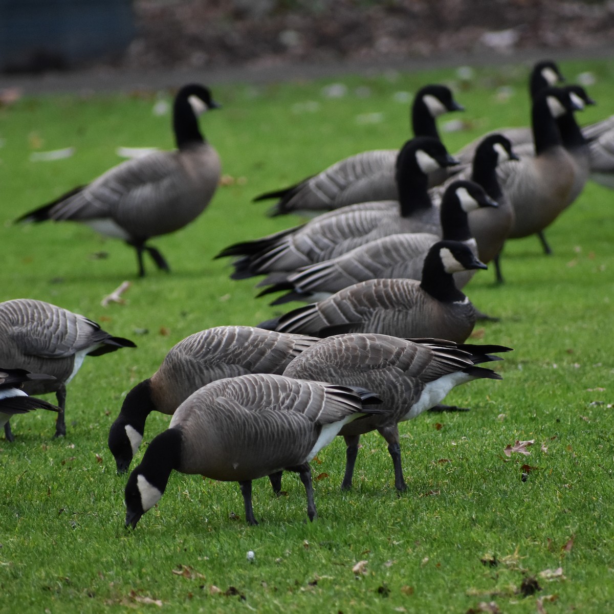 Cackling Goose (minima) - ML647083140