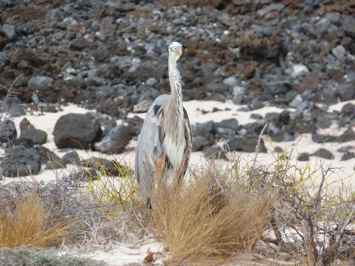 Great Blue Heron - ML647083142