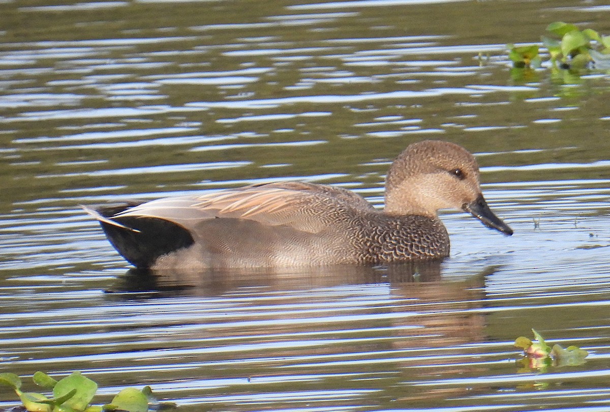 赤膀鴨 - ML647083144