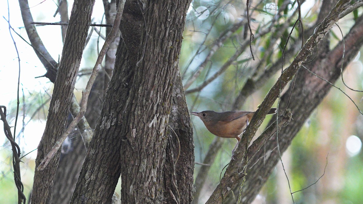 Little Shrikethrush (Rufous) - ML647083145