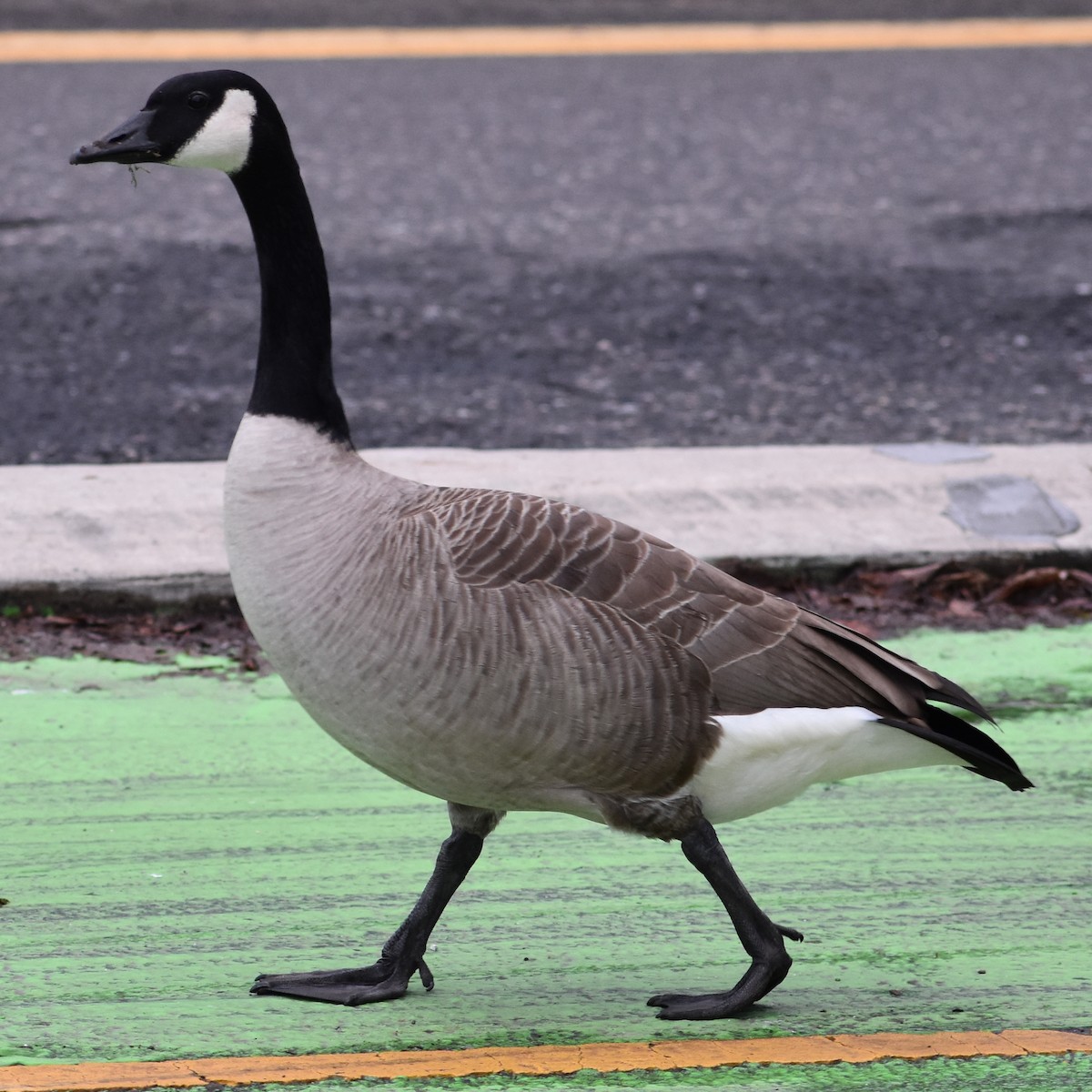 Canada Goose - ML647083147