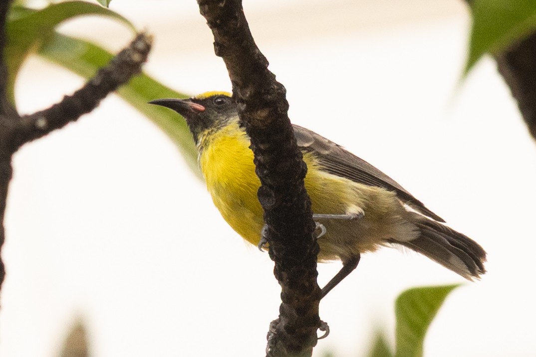 Bananaquit - ML647083148