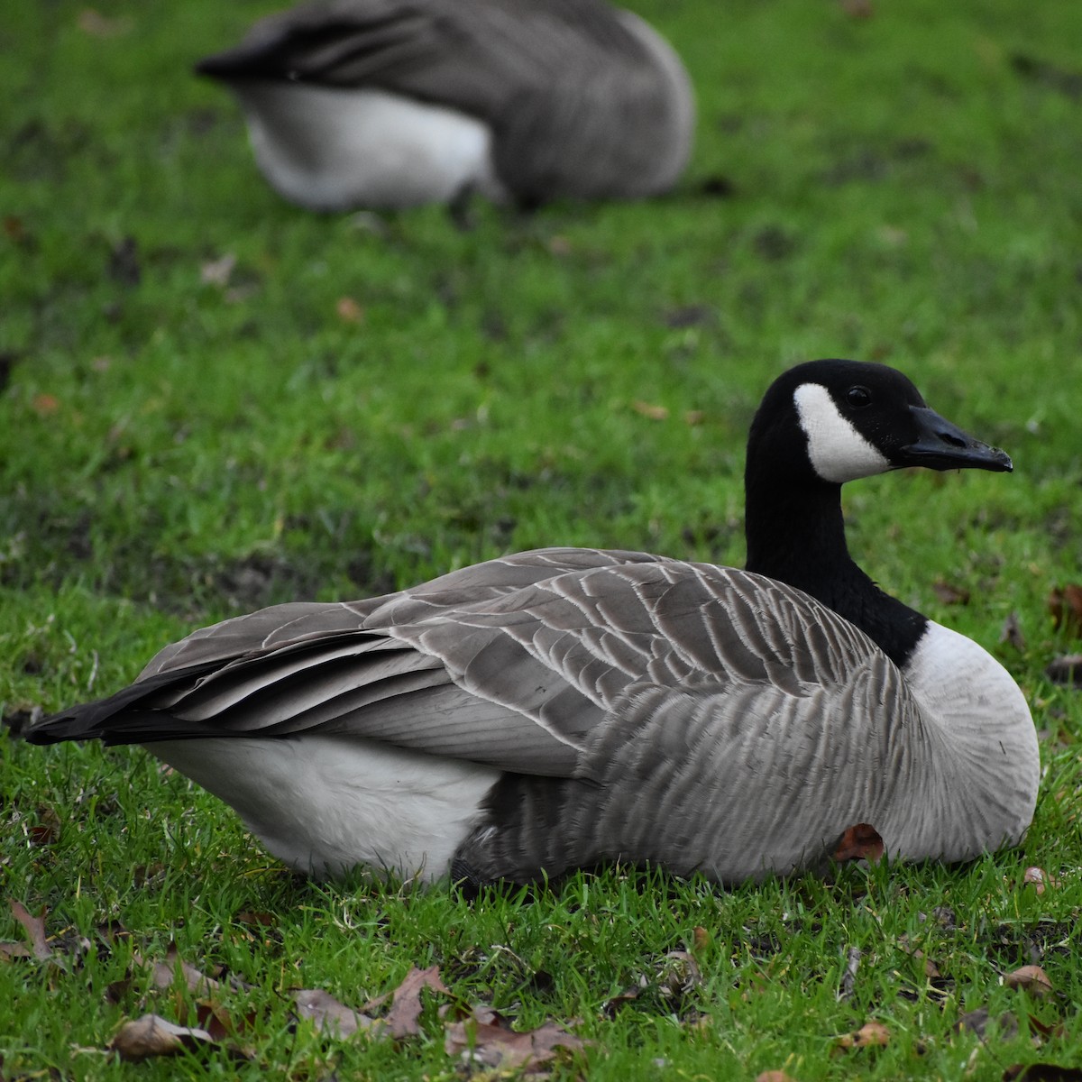 Canada Goose - ML647083149
