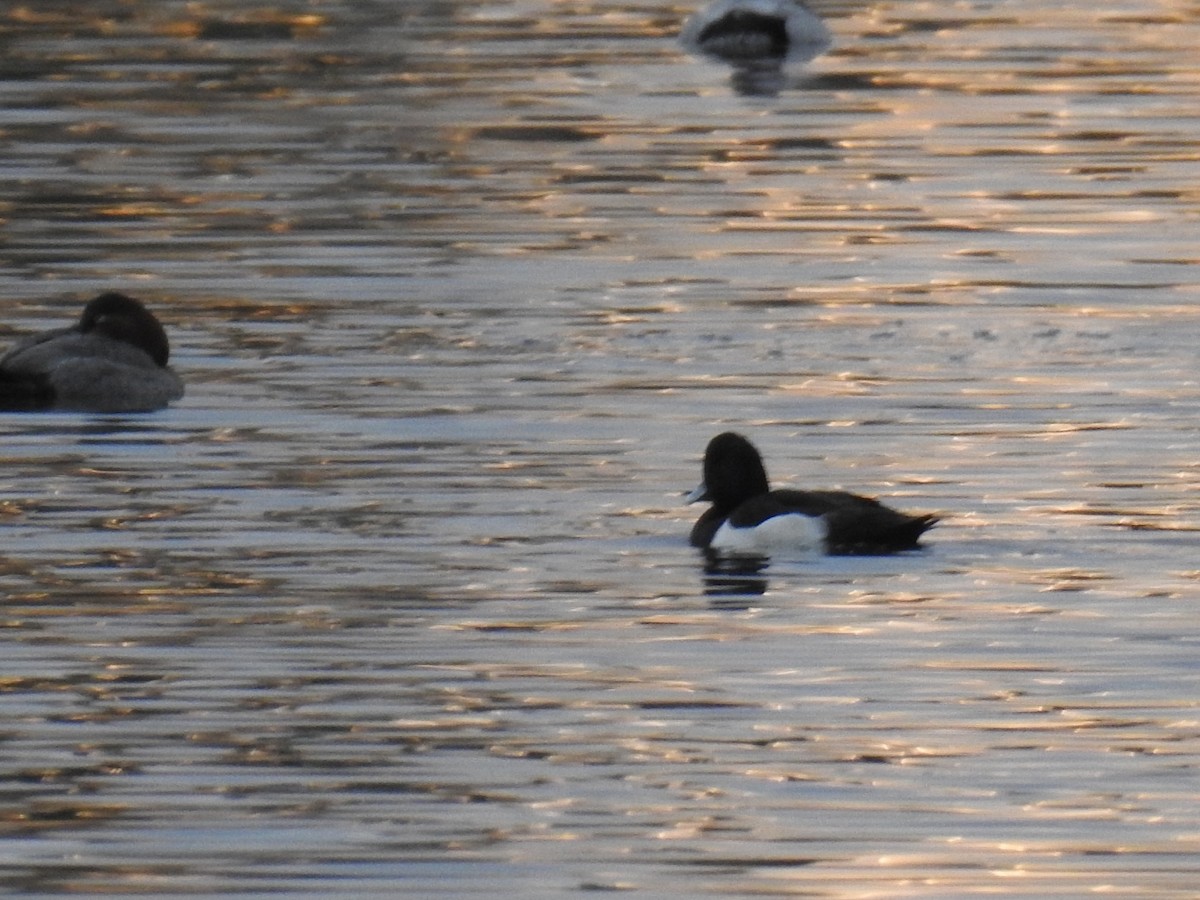 鳳頭潛鴨 - ML647083150