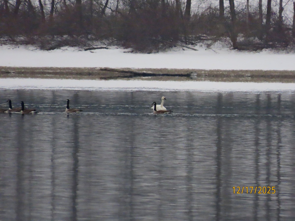 小天鵝 - ML647083151