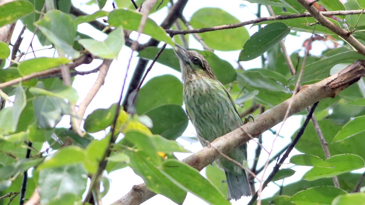 Green-eared Barbet - ML647083152