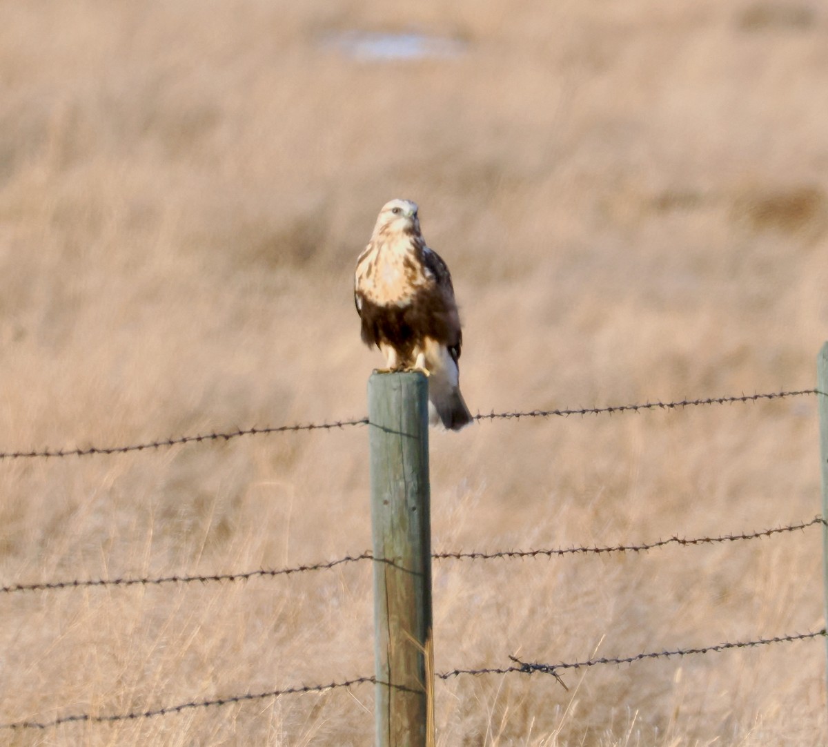 毛足鵟 - ML647083153